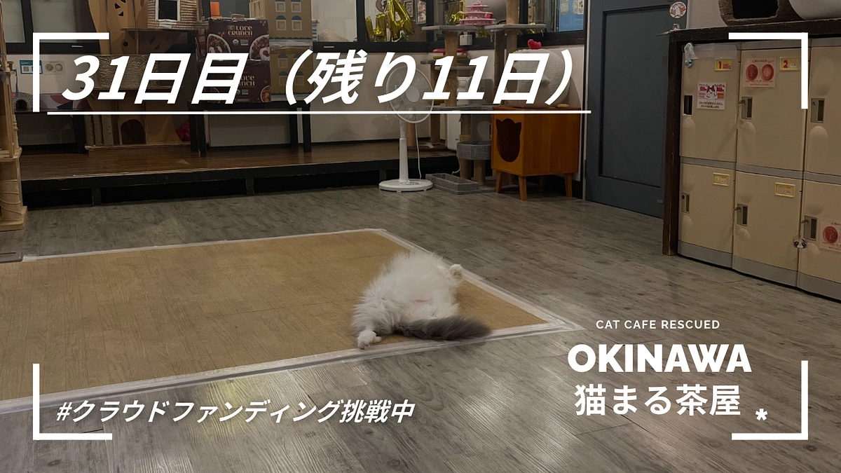 31日目　猫を家族に