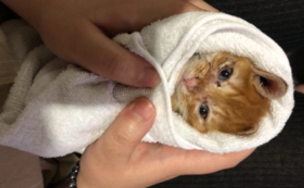 がんばれ！！ちいさなふ～たお