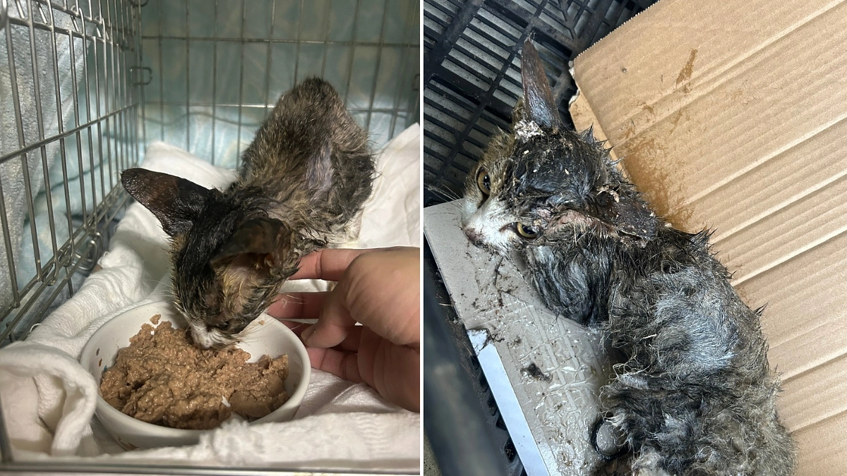 レスキュー依頼【ネズミ捕りにかかってしまった子猫】