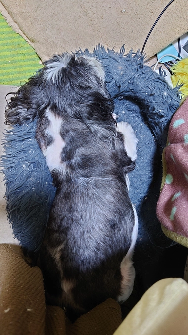 ルーシー2度目の肺水腫の疑い