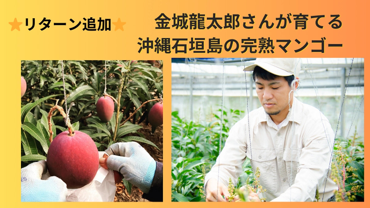 🌟リターン追加🌟石垣島の太陽をたっぷり浴びた完熟マンゴー❣️リターン追加理由と平和への願い