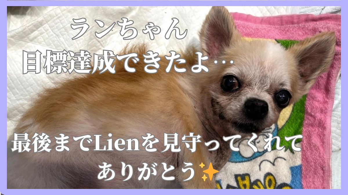 ランちゃん、目標金額達成したよ🥲💖安心してお空で遊んで来てね。