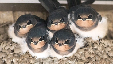 ツバメの子育てを守る活動2024 のトップ画像