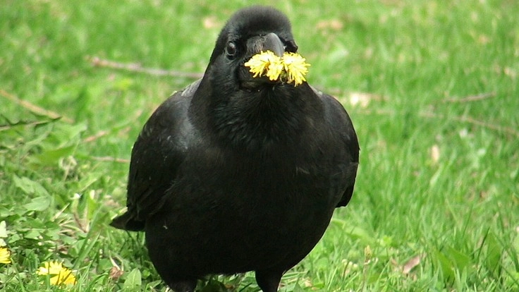 身近な野鳥であるカラス類の死因解明を継続したい