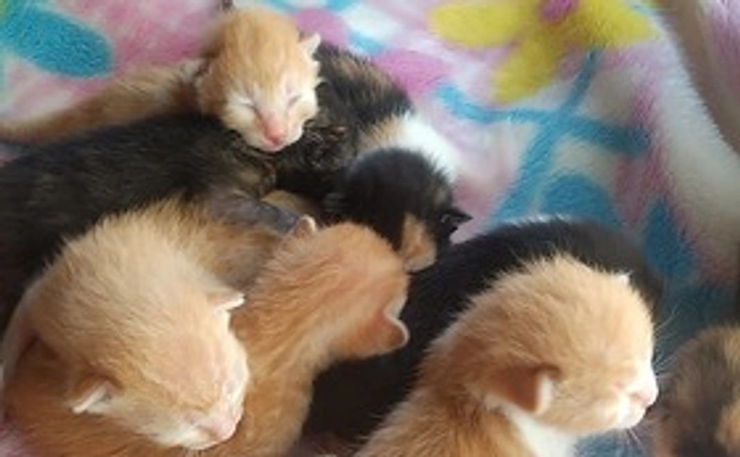 お礼に感謝のメール赤ちゃん猫の画像をお送り致します。