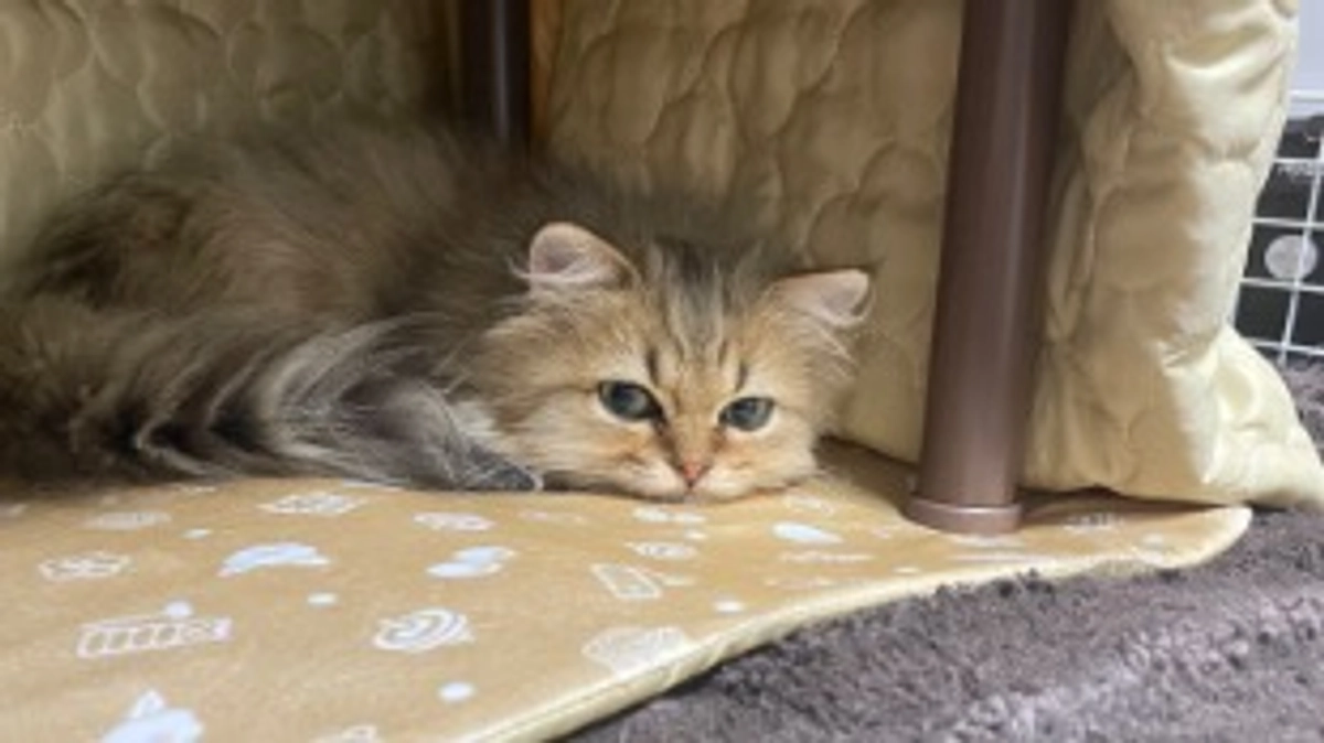 やっぱり体重が落ちてしまった、、