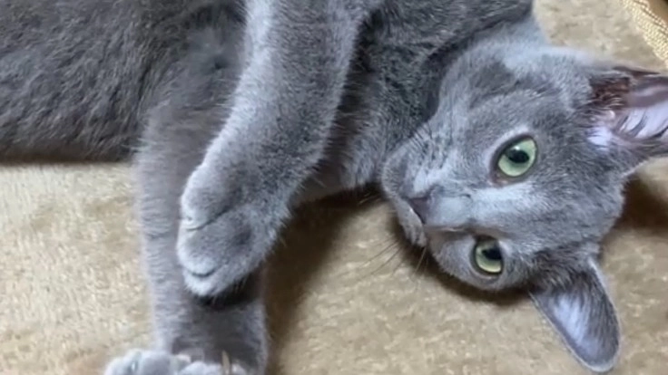 FIP（猫伝染性腹膜炎）と闘っているちょびくんの命を救いたい！