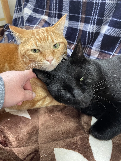 カレンダー発送完了しました