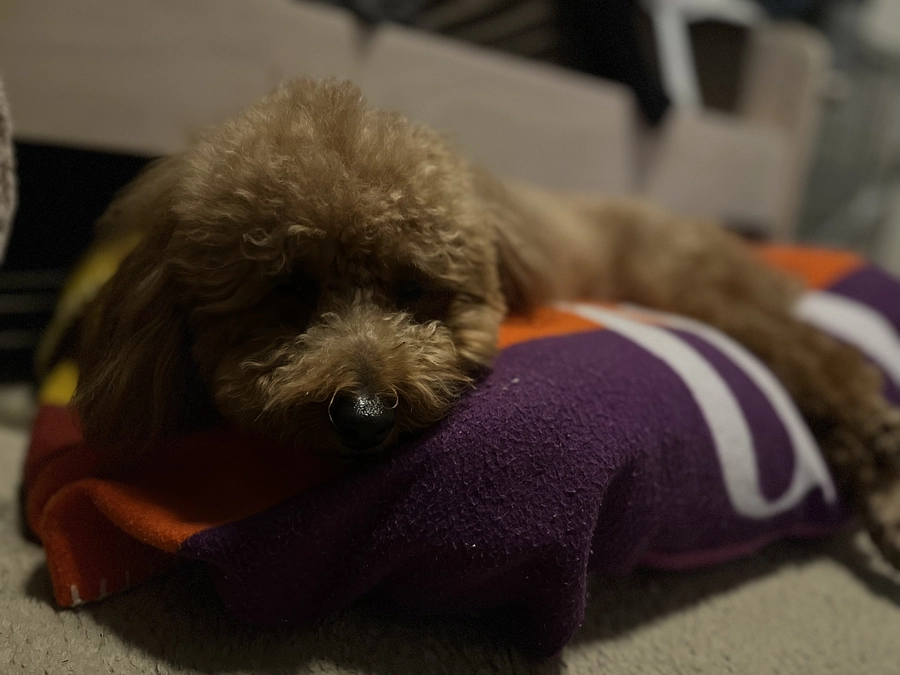 ここ数日の奇跡