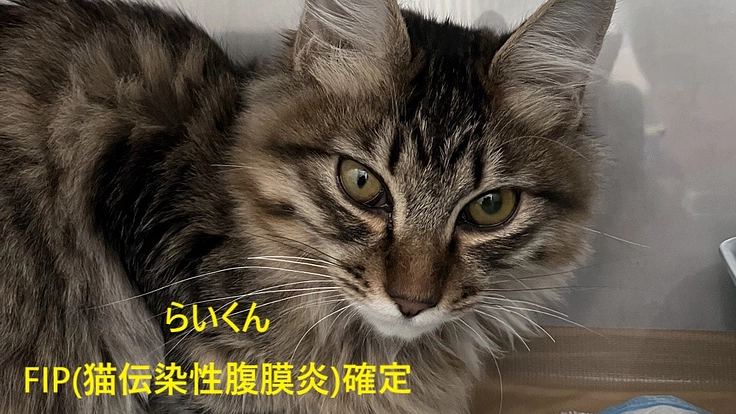 【FIP】保護猫らいくんの治療費のご協力をお願いします!