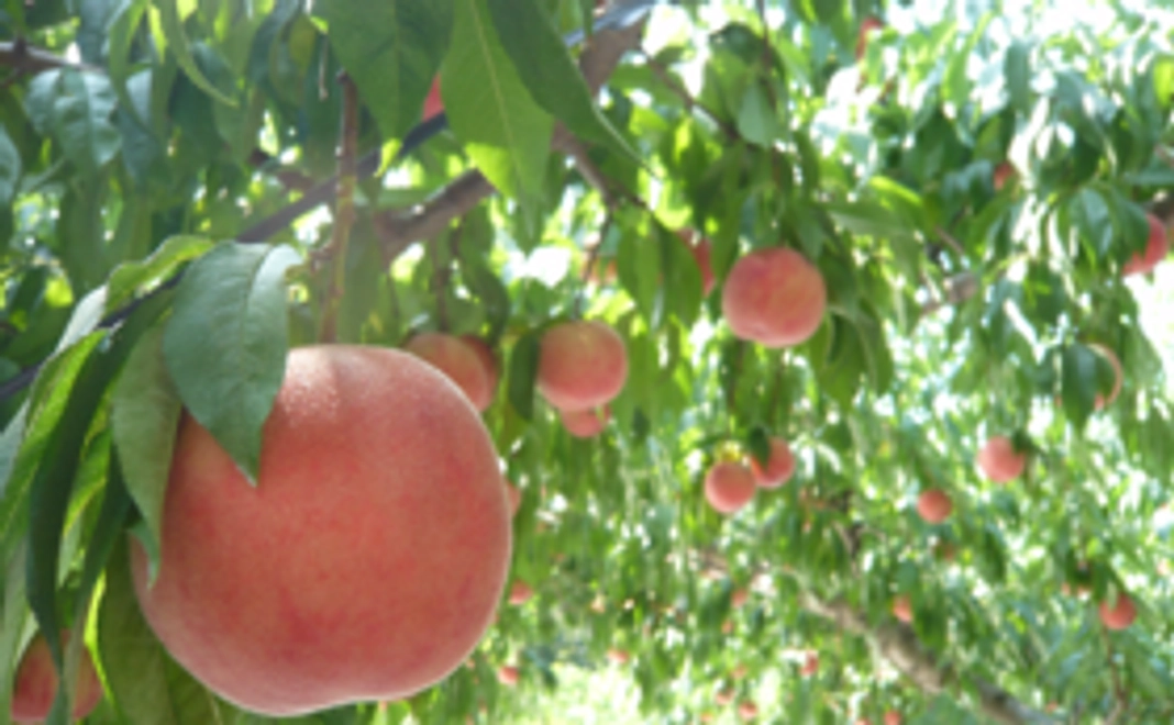 地元松川町で育った美味しい桃を食べ比べ