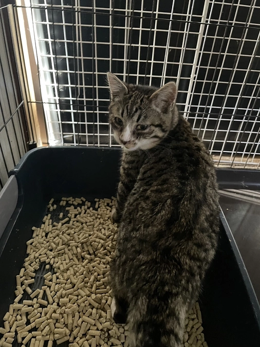 【支援者数250名突破！】TNRのターゲット全頭捕獲！不妊手術へ。