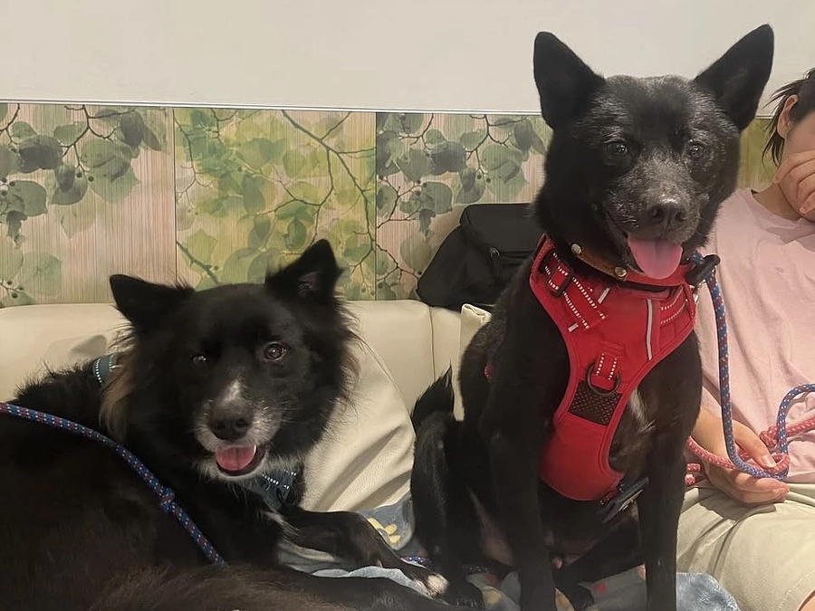 里親さまからのメッセージ　アッキーとぷーすけのご家族より