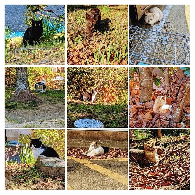 【あと１３日！あと２０万円で達成！】疲労困憊のTNR…