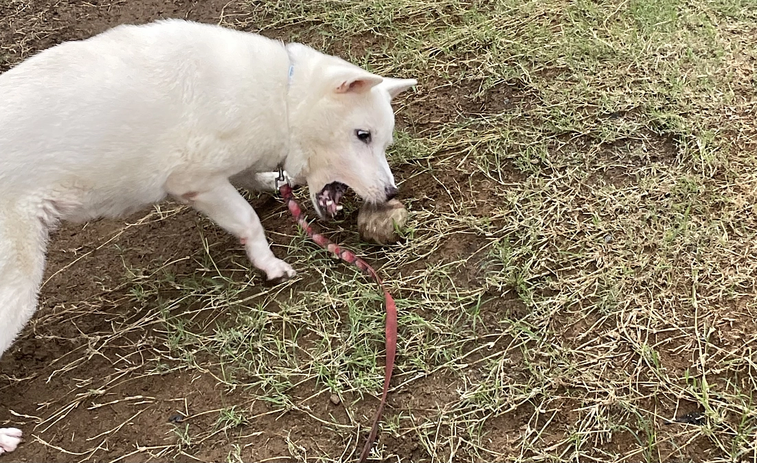 登録について🐕