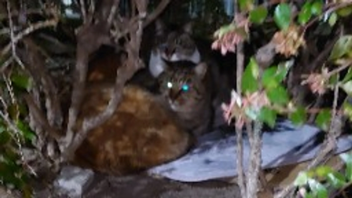 ボス猫　ミルク