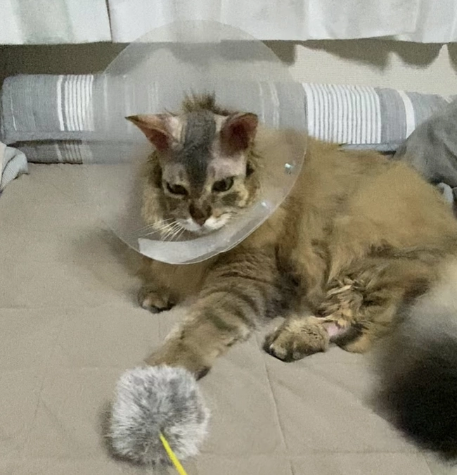 術後のルウの視力について