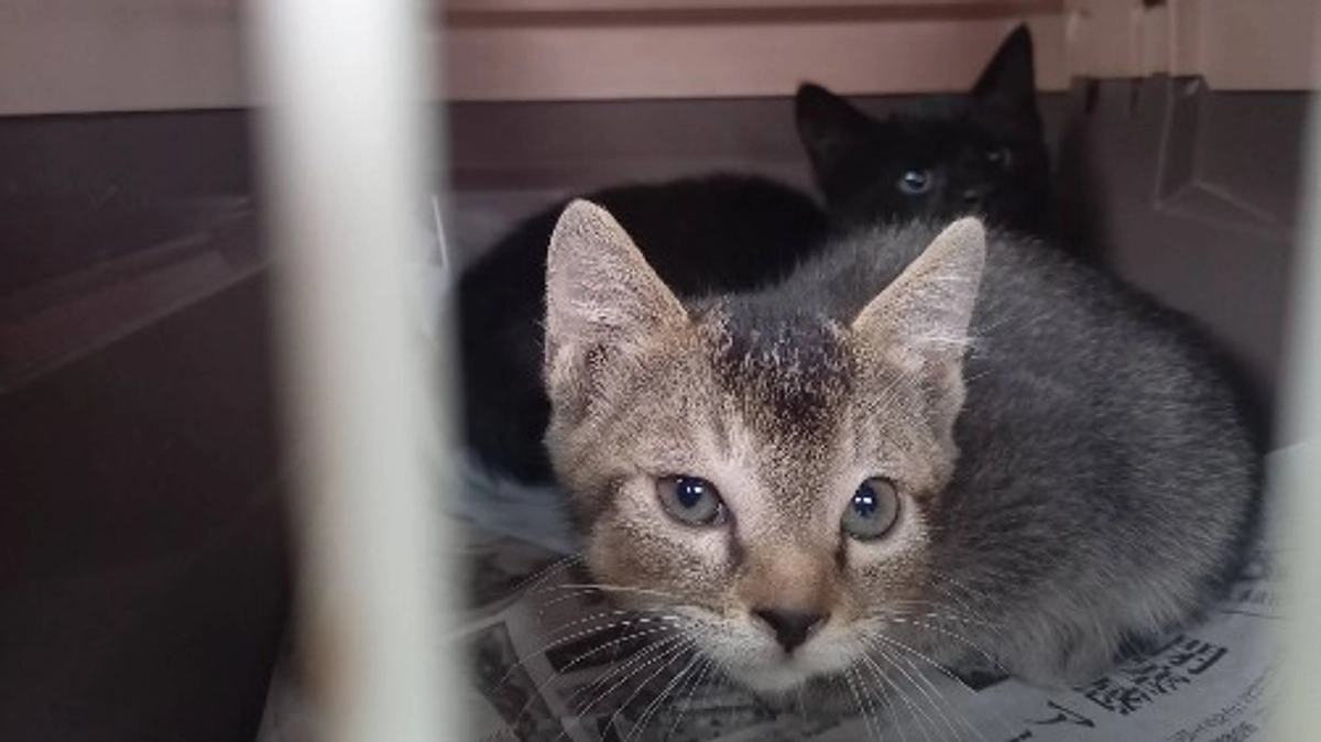 里親会と捕獲と…