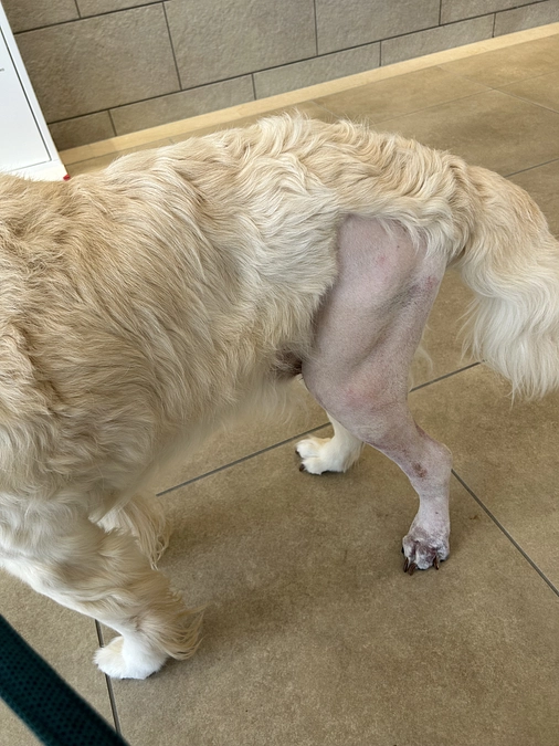 エア、膝前十字靭帯断裂