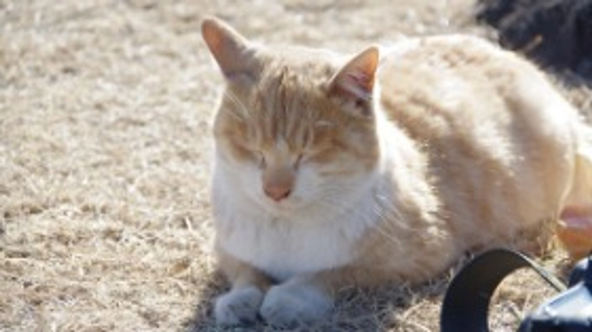 間接的に殺される捨て猫たち