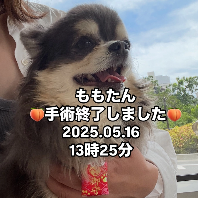 ももたん♡手術無事に終わりました