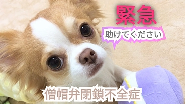 【緊急】僧帽弁閉鎖不全症 愛犬の命を繋げたい 助けてください！