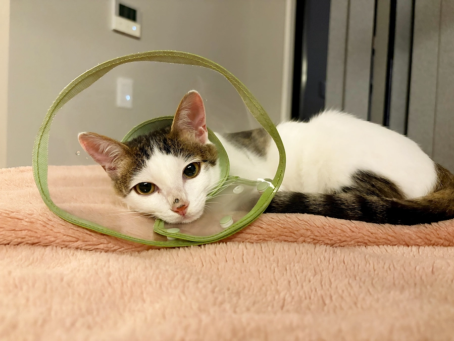 ごまさんのその後⑪