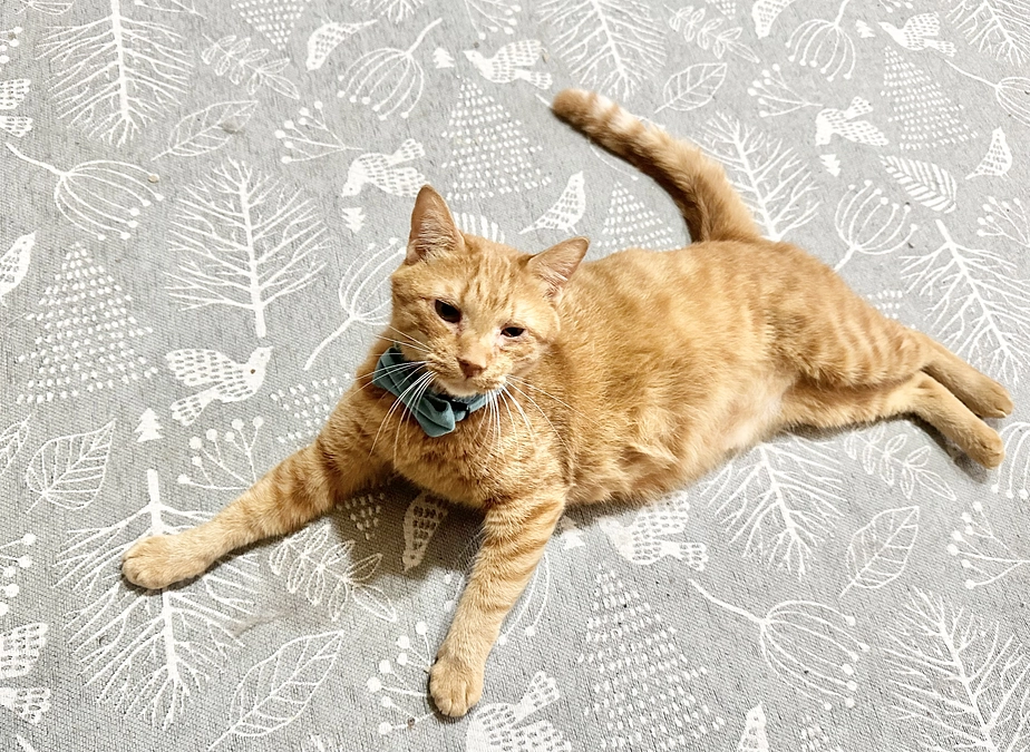 【今日の椋ちゃん】