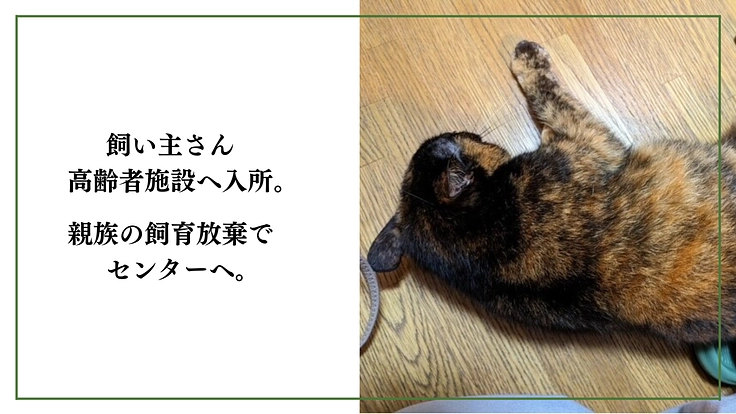 「シン・猫の森プロジェクト」〜シニア猫にも専用の部屋を作りたい〜 5枚目
