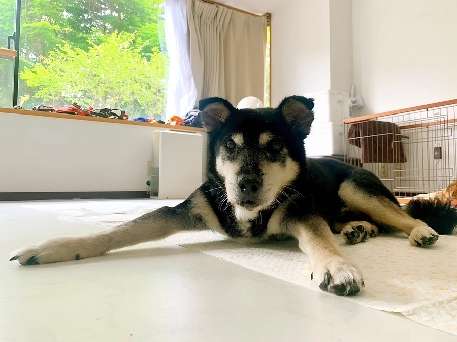 【終了まであと8日！400人まであと3人】アリススタッフのご紹介〜シニアの預かりボランティアKさん〜