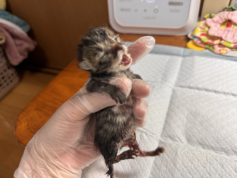 昨日の乳飲み子は…