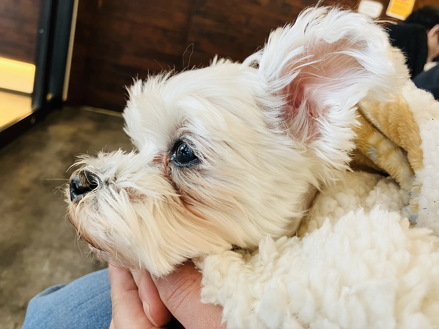 3/21(木)手術を受けました‼️