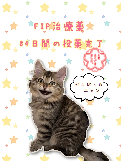 FIP治療薬、84日間の投薬完了しました