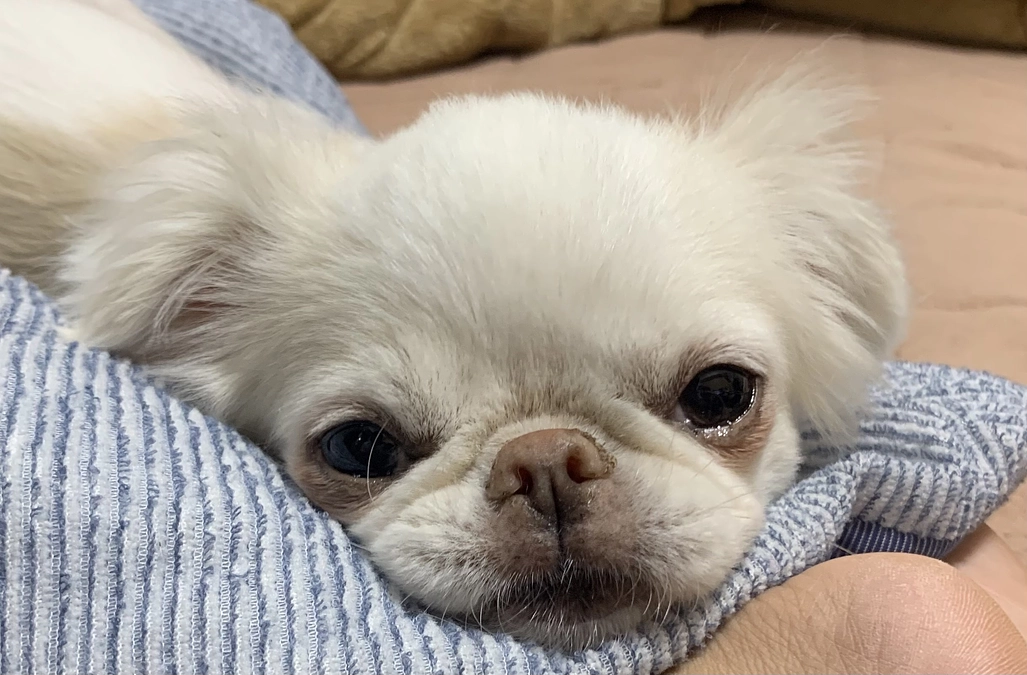 残り25日🐶‼️