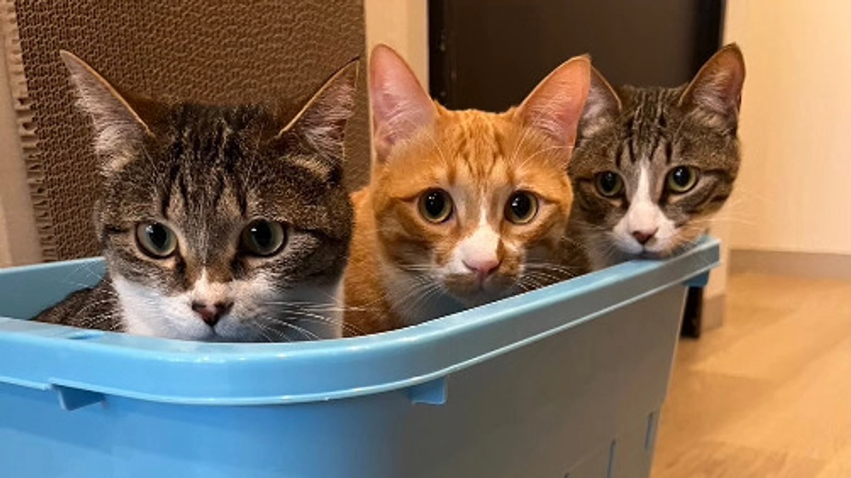 ほっけ・もち・こてつ２歳のお誕生日🎉