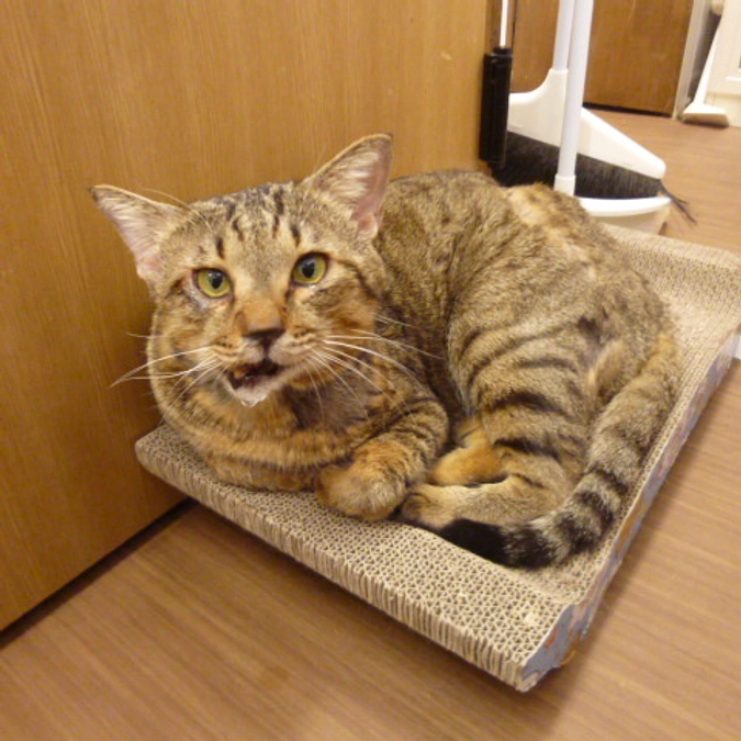 くーちゃんと多頭飼育崩壊