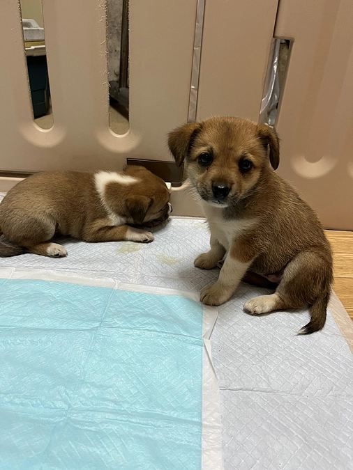 本日も譲渡に向けて子犬7匹を預かって頂きました