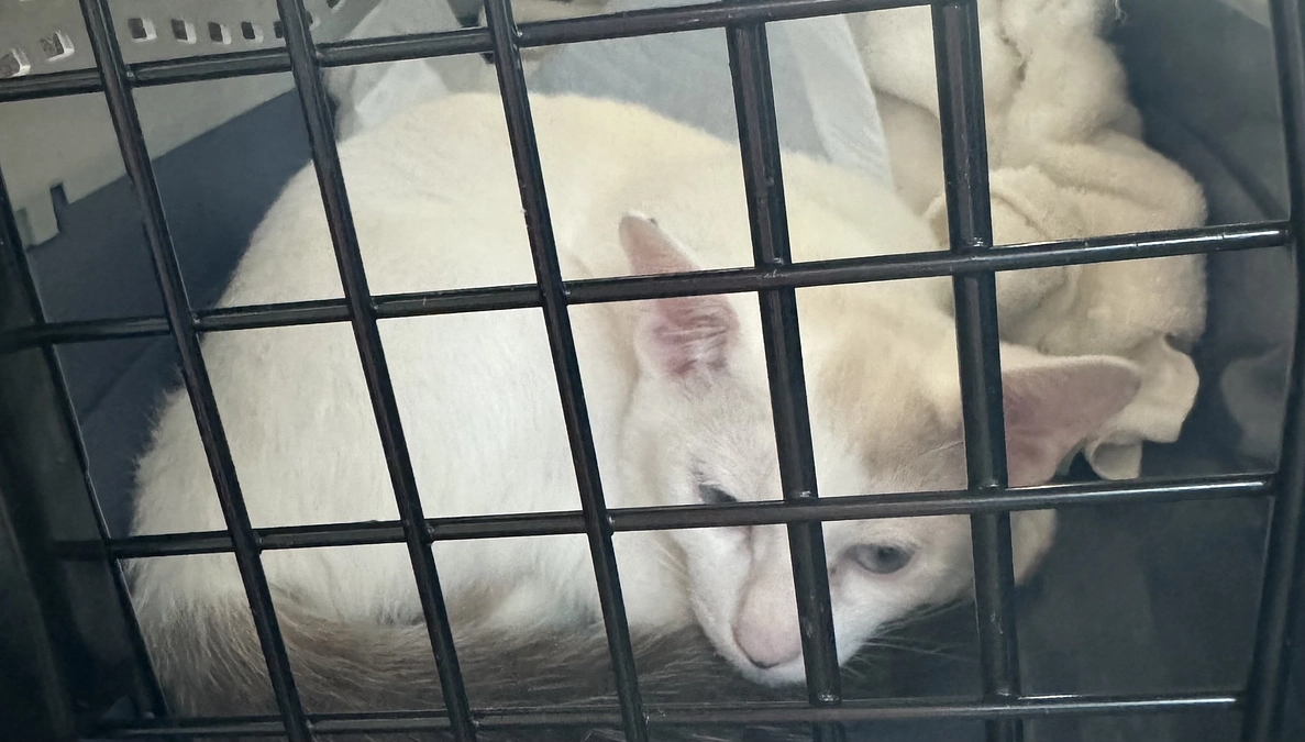 食欲が戻らず`病院へ