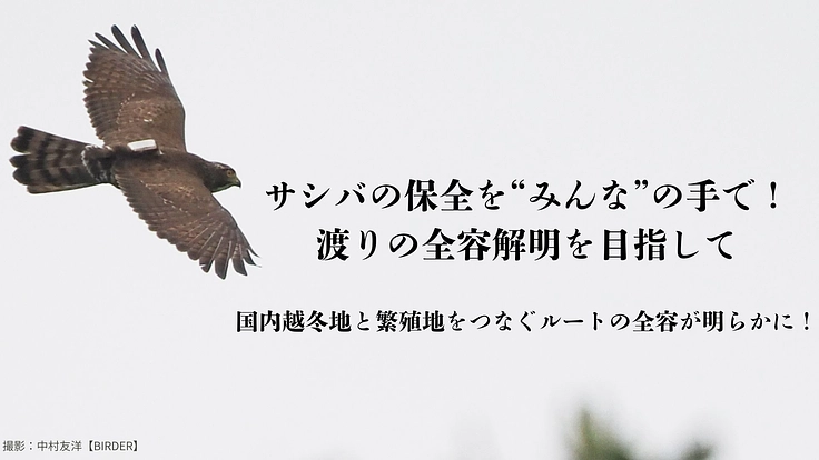 【第三弾】絶滅危惧種サシバの保全を皆の手で。渡りの全容解明への挑戦