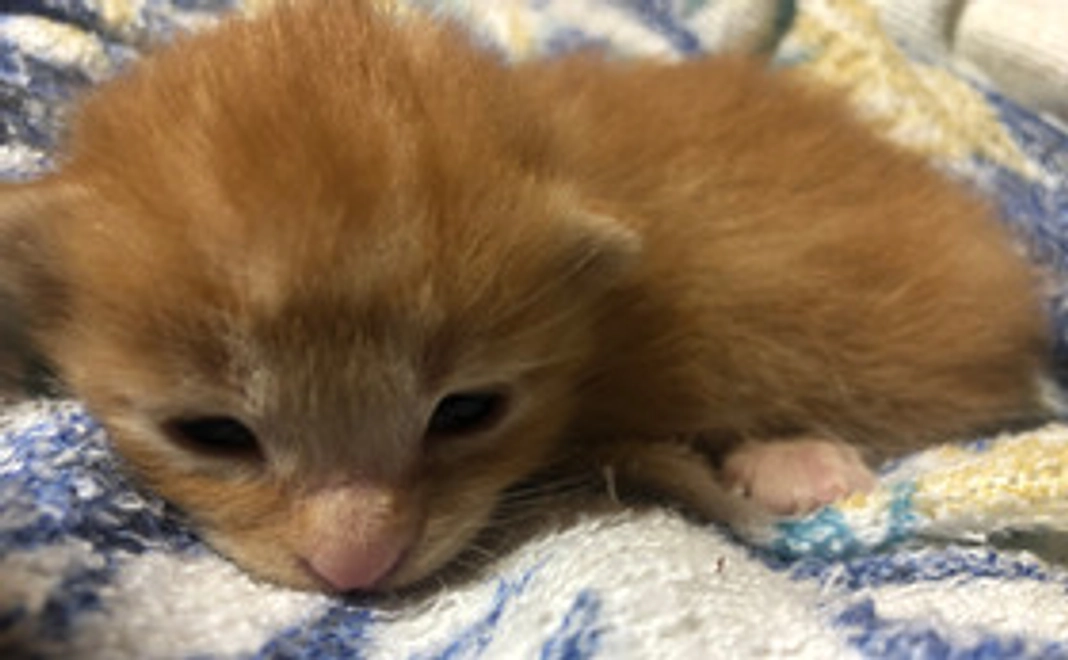 感謝のメール＋保護猫の写真2枚