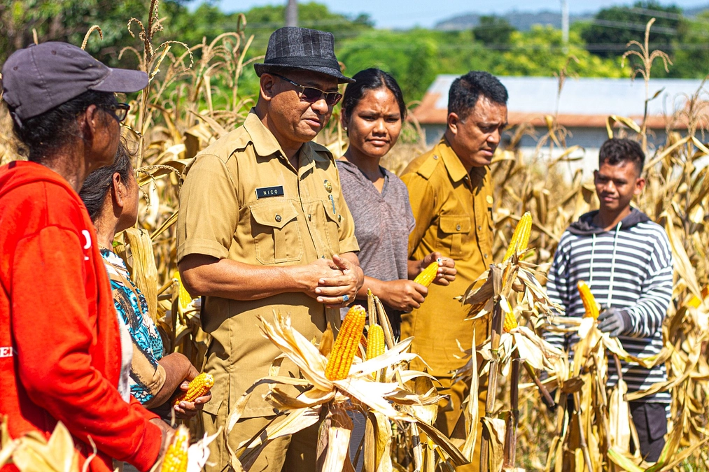 【目標金額の7割を超えました】トウモロコシの収穫が行われました