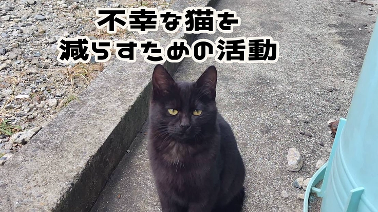 不幸な猫を救うために