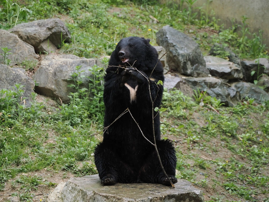 大好評につき「ツキノワグマの放飼場に苗木を植える」リターンコースを追加しました！！