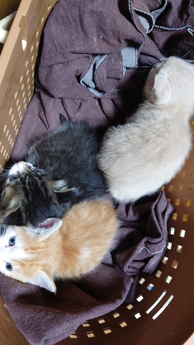 昨夜の子猫レスキュー