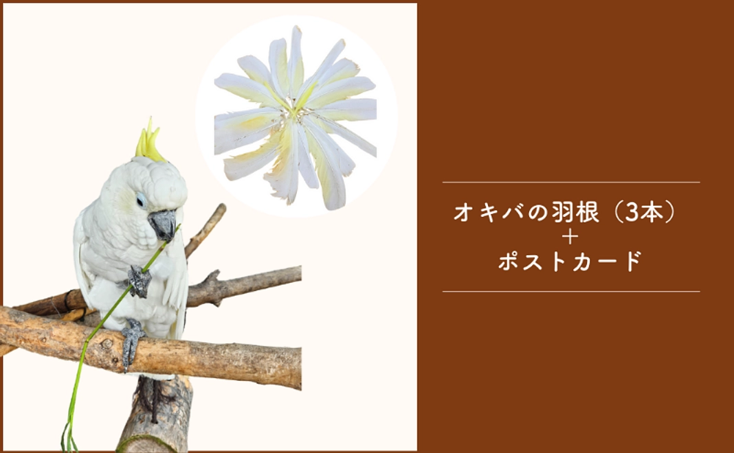 ＜京都市外在住の方および市内企業限定＞オキバの羽根（3本）+ポストカード