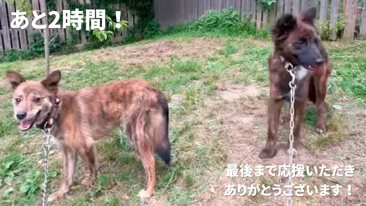 【プロジェクト終了まであと2時間】こんな可愛いだけの子達を触っていると、ふと昔のことを思い出す