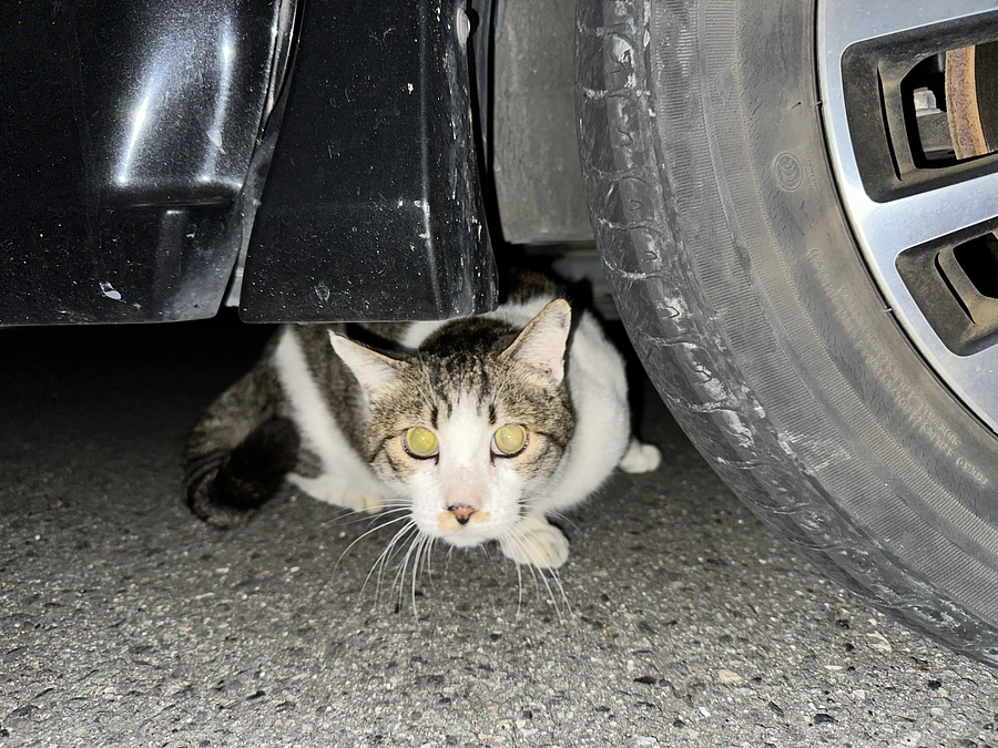 なんとかして保護したい子