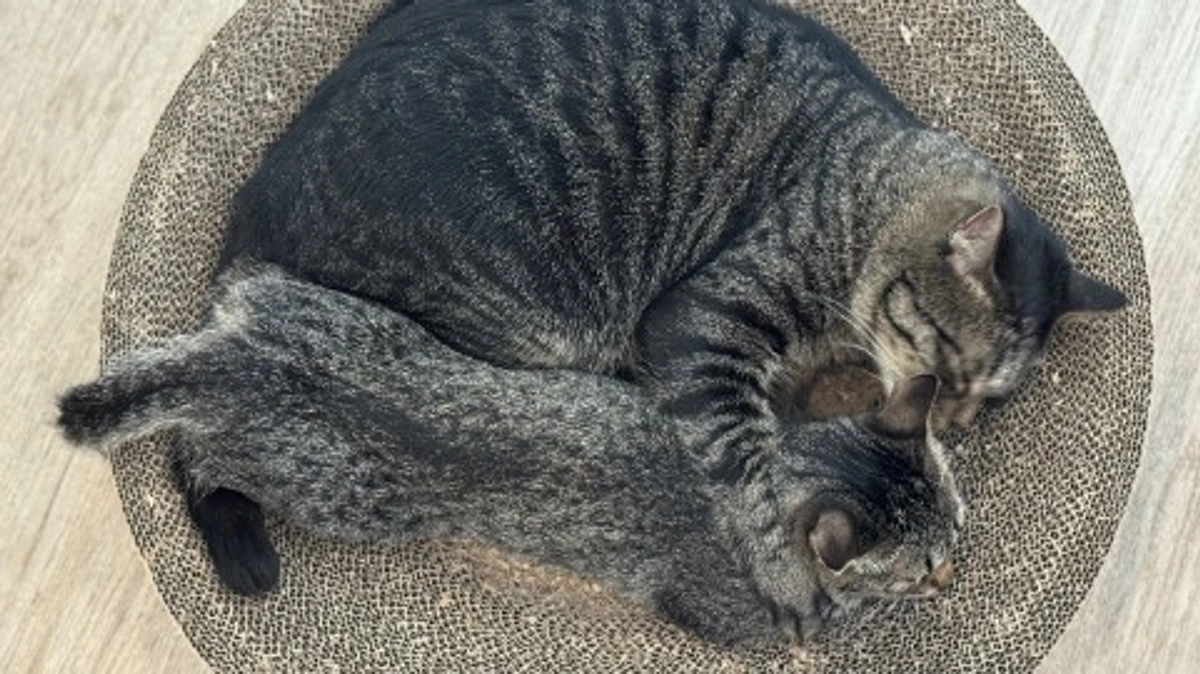 終了日まであと1日！どの子の命も諦めたくない！