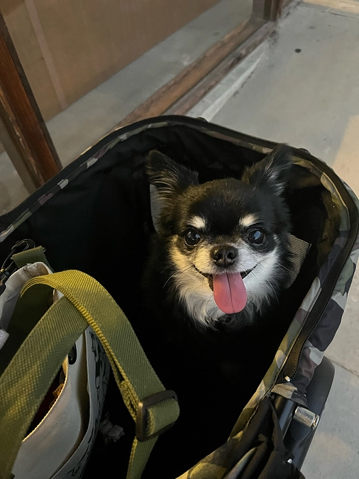 アポロを里親として迎え入れた時の話