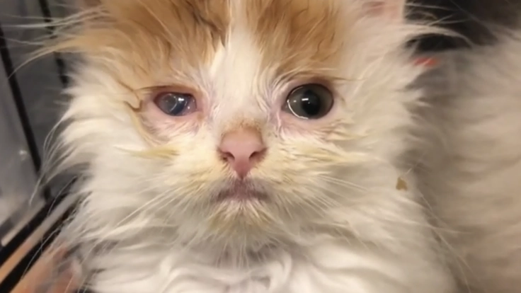 成猫やハンディキャップのあるネコちゃんに幸せなニャン生を！